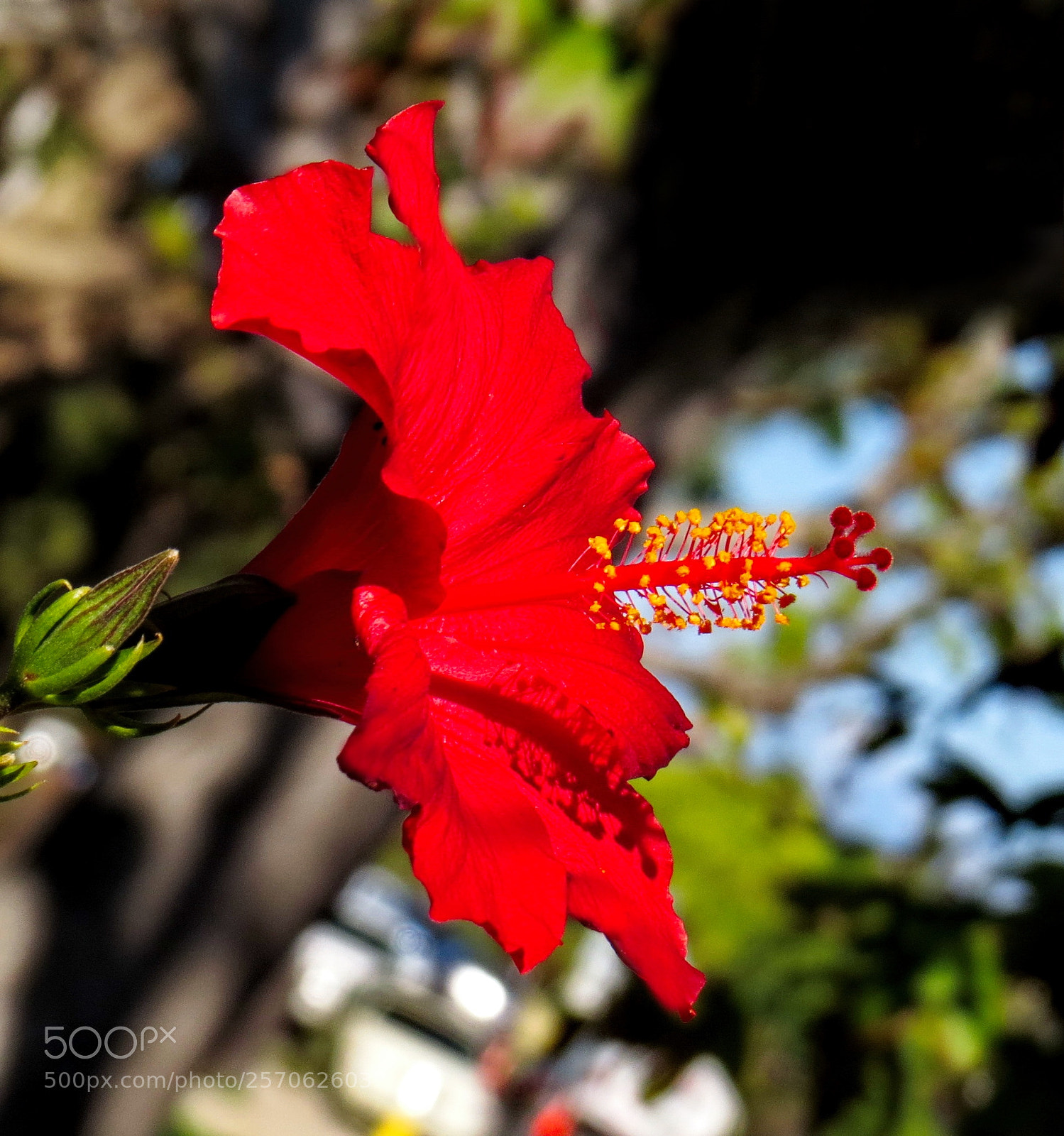 Canon PowerShot SX50 HS sample photo. Red hibiscus portrait photography