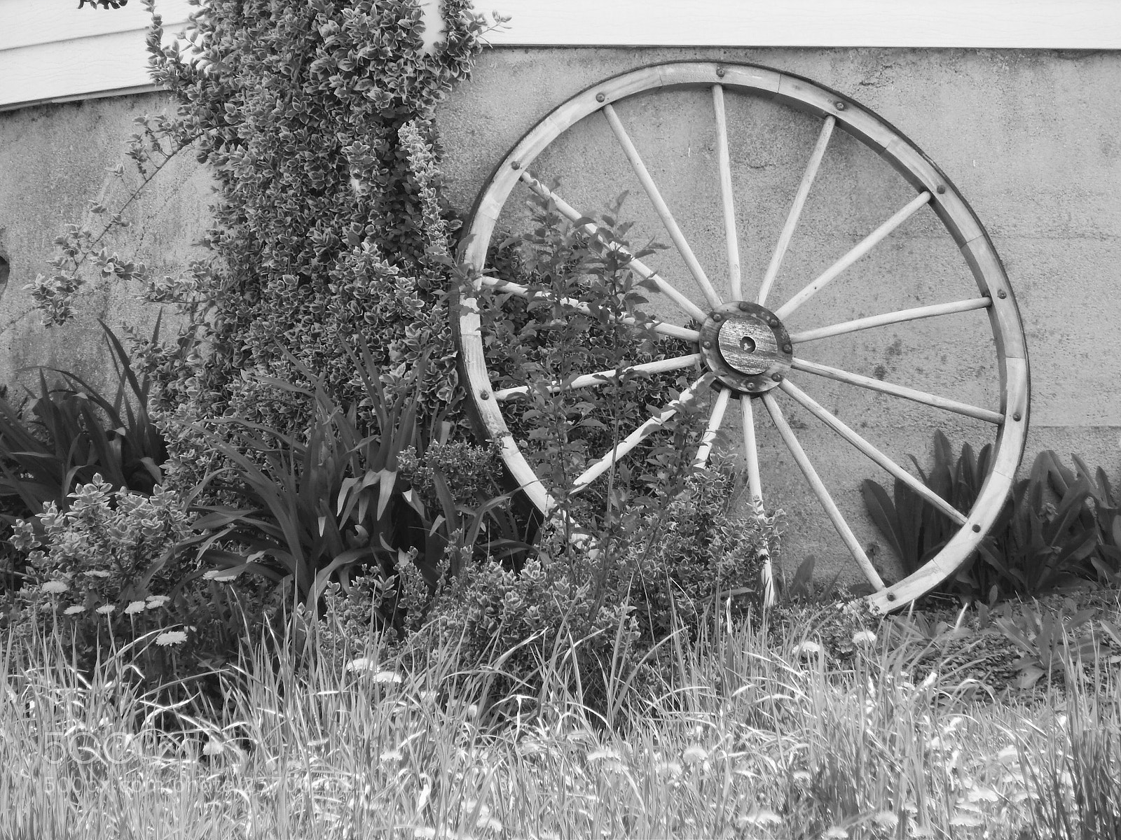 Nikon Coolpix L820 sample photo. Wagon wheel photography