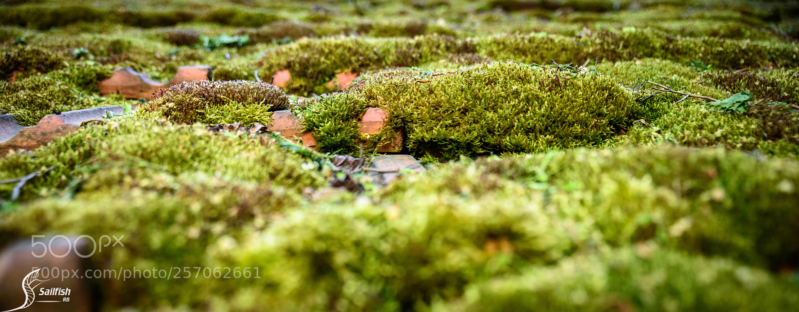 Nikon D750 sample photo. Moos dach in der photography