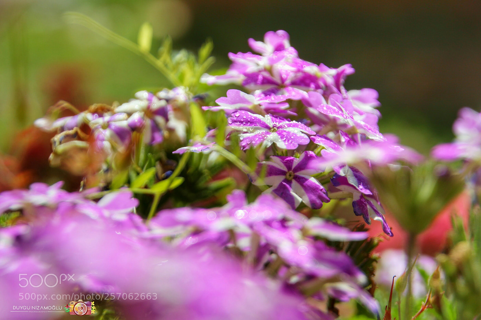 Canon EOS 700D (EOS Rebel T5i / EOS Kiss X7i) sample photo. Untitled photography
