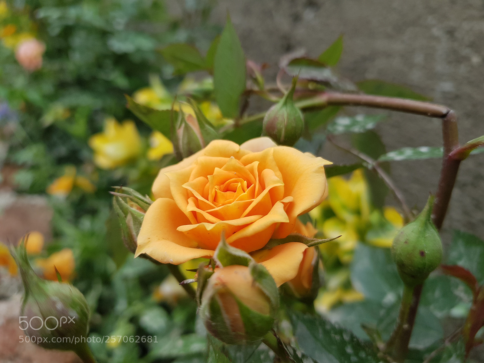 Samsung Galaxy S8+ sample photo. Untitled photography