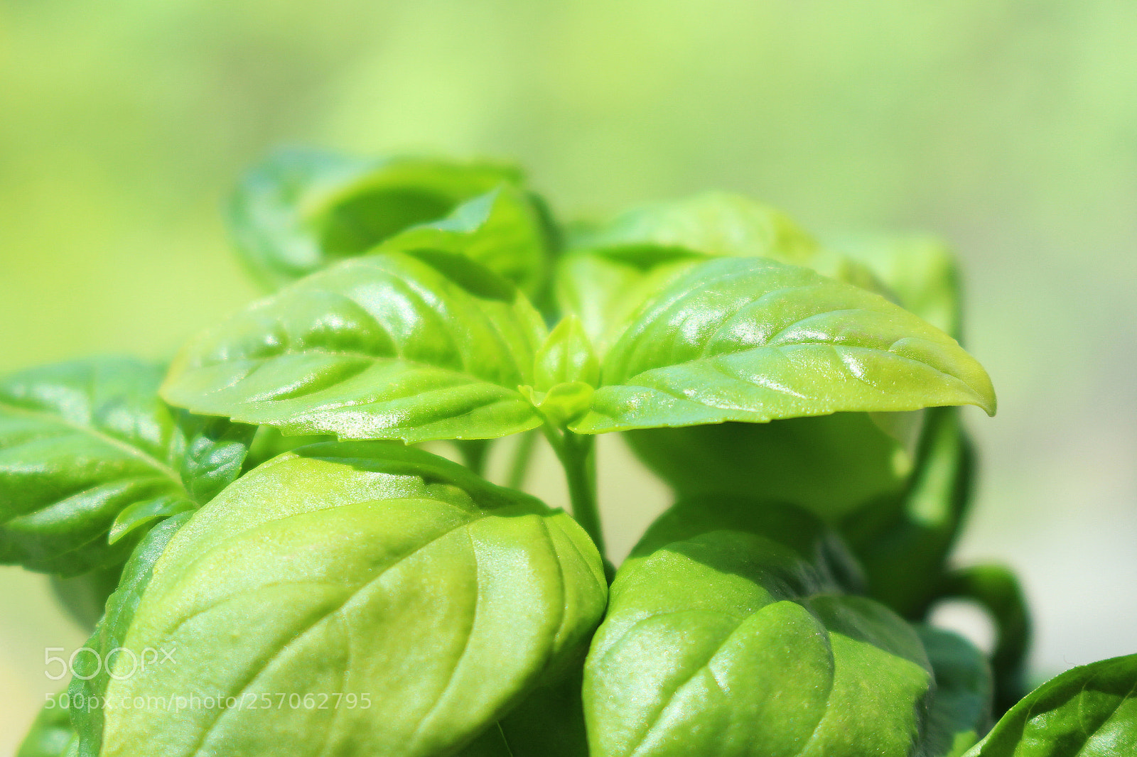 Canon EOS 100D (EOS Rebel SL1 / EOS Kiss X7) sample photo. Basil_leaves_greenbackground photography