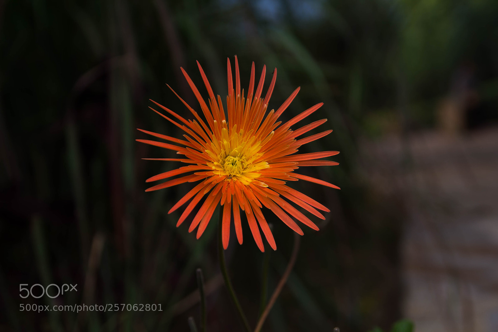 Canon EOS 60D sample photo. Blooming orange wild flower photography