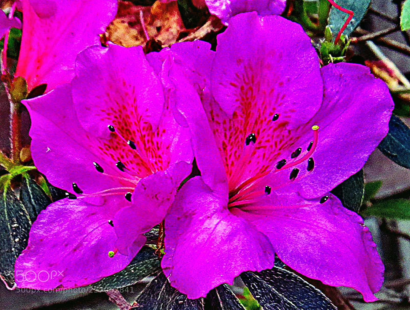 Canon PowerShot SX50 HS sample photo. Two purple flowers in photography