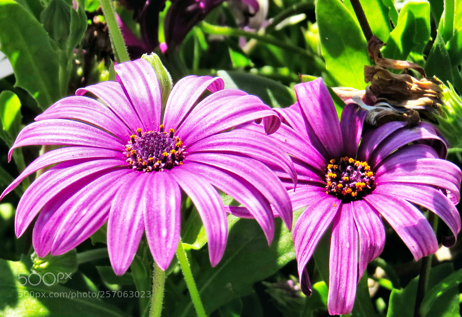 Canon PowerShot SX50 HS sample photo. Two purple daisies in photography