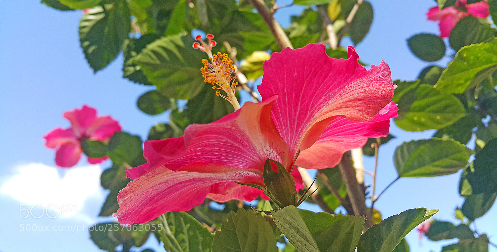 Samsung Galaxy Note4 sample photo. Pink flower photography
