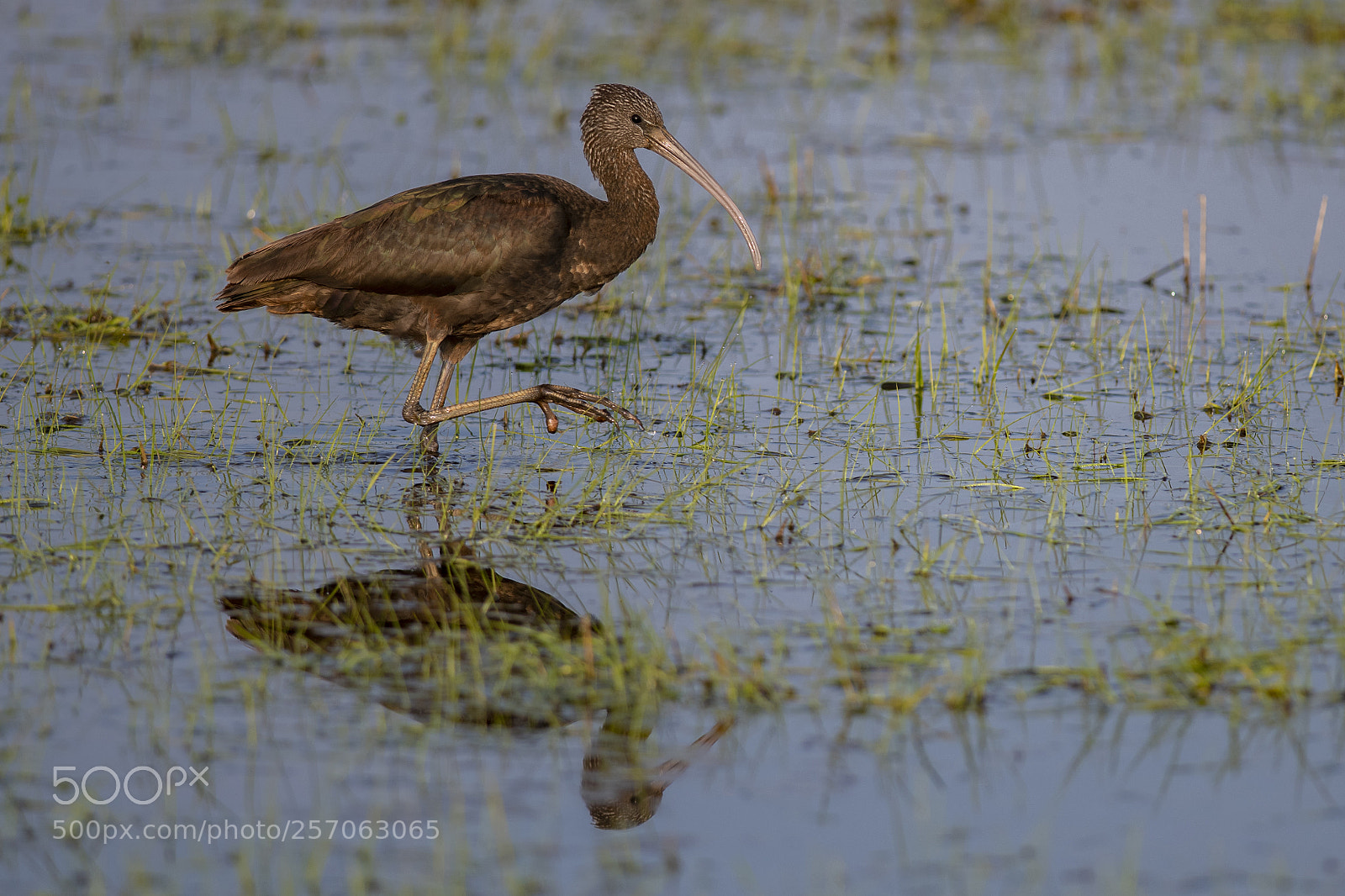 Nikon D850 sample photo. Glossy ibis, northumberland, england photography