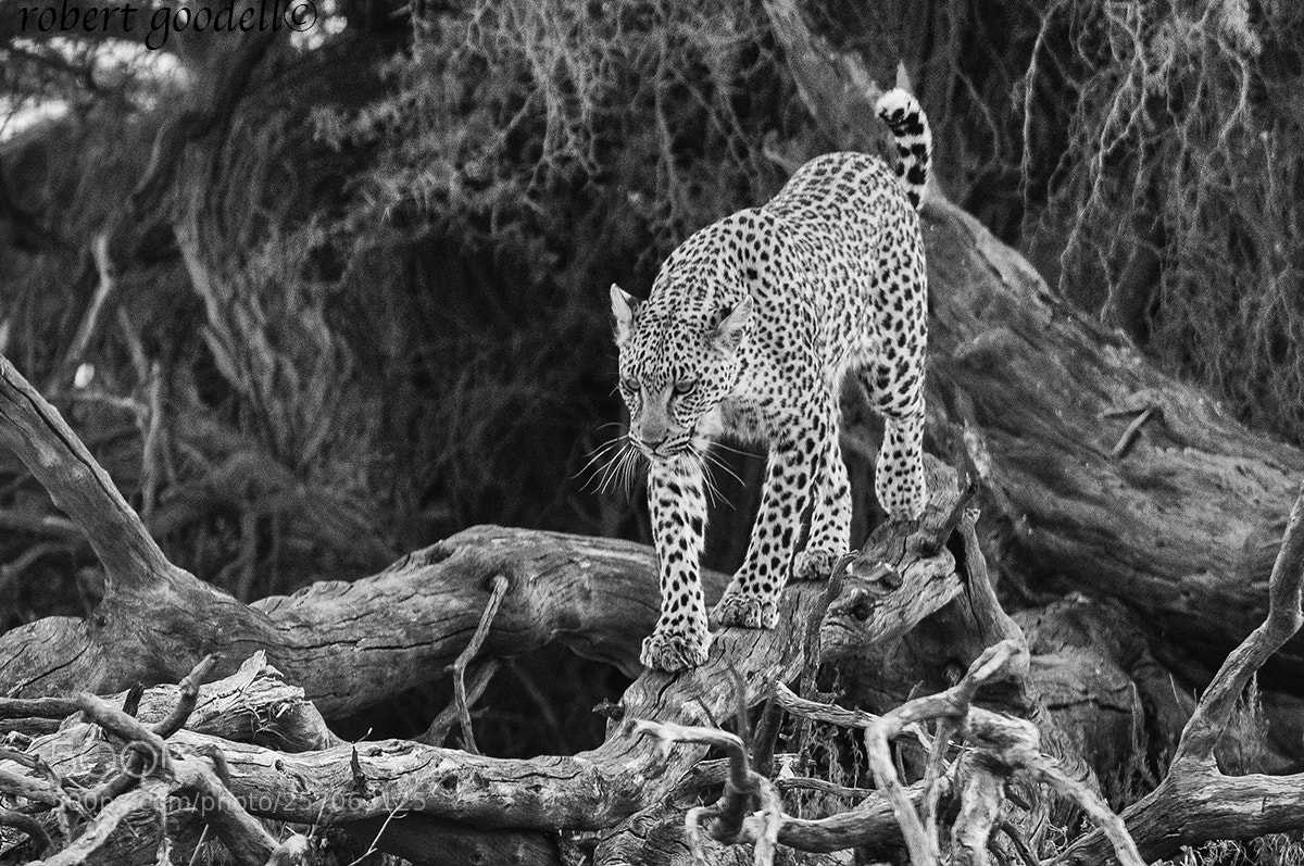 Nikon D300 sample photo. Kgalagadil leopard photography