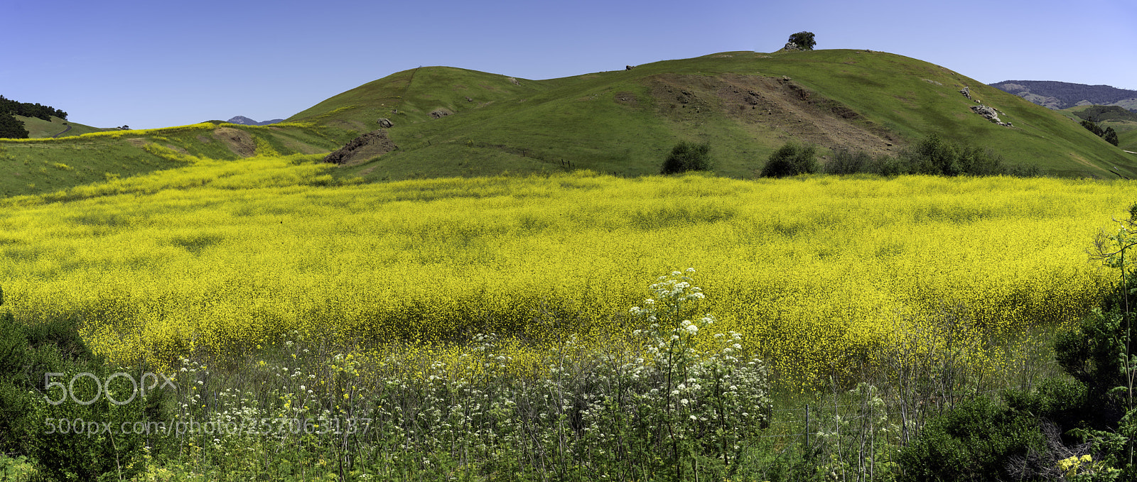 Sony a7R II sample photo. The mustard sea photography