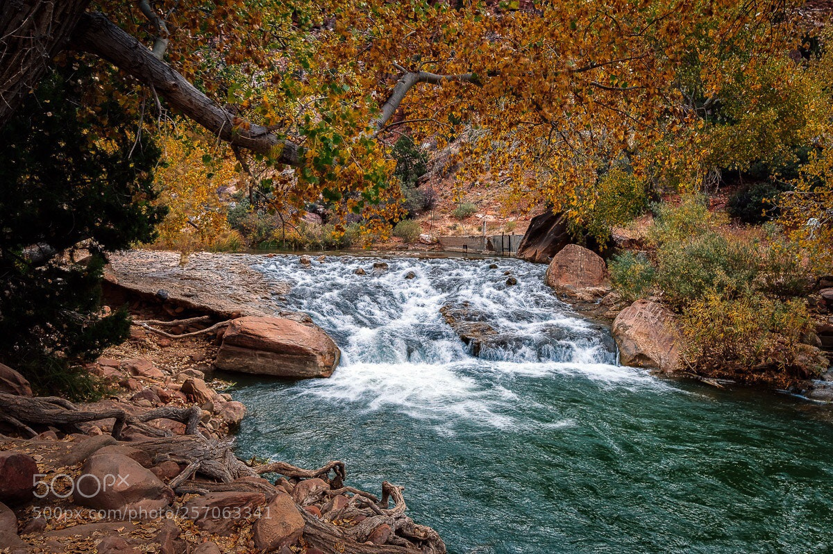 Fujifilm X-T2 sample photo. Little fall with yellow photography