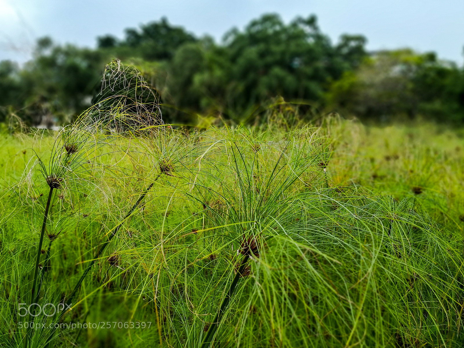 HUAWEI Mate 10 Pro sample photo. Untitled photography