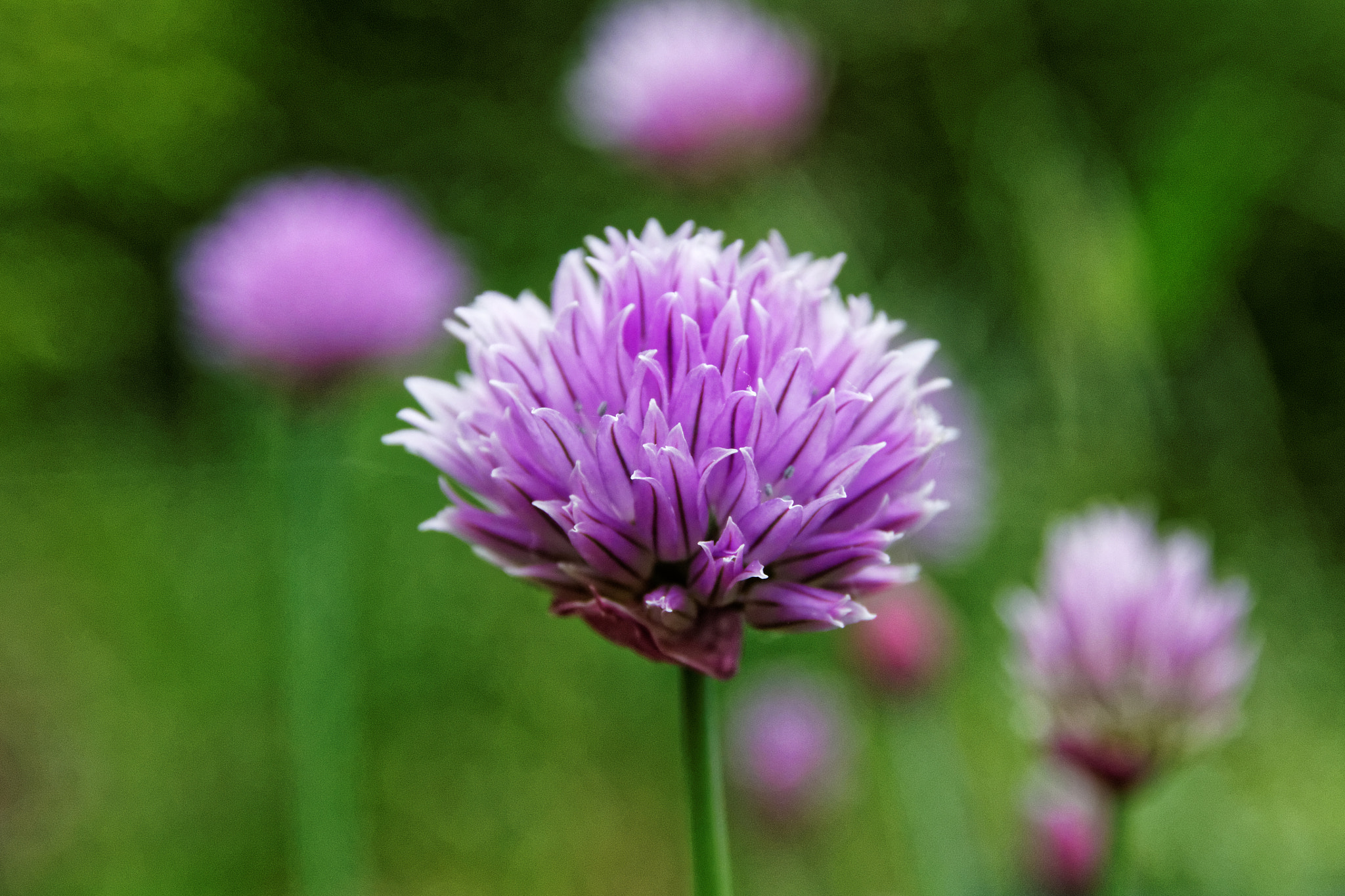 Sigma 17-70mm F2.8-4 DC Macro OS HSM sample photo. Fleur mauve photography