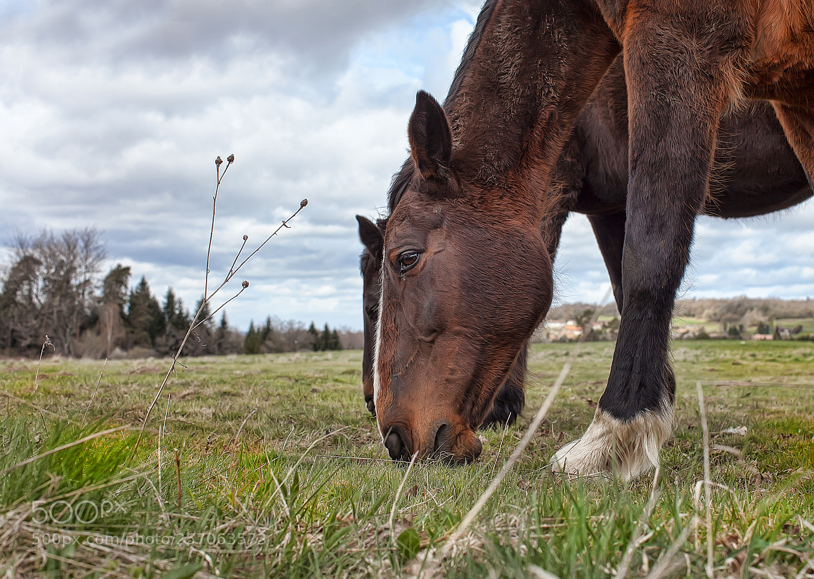 Canon EOS 5D Mark II sample photo. Compagnons de pâture photography