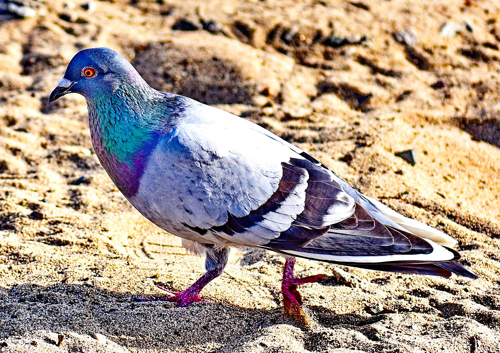 Nikon D7200 sample photo. Pigeon walking on the photography