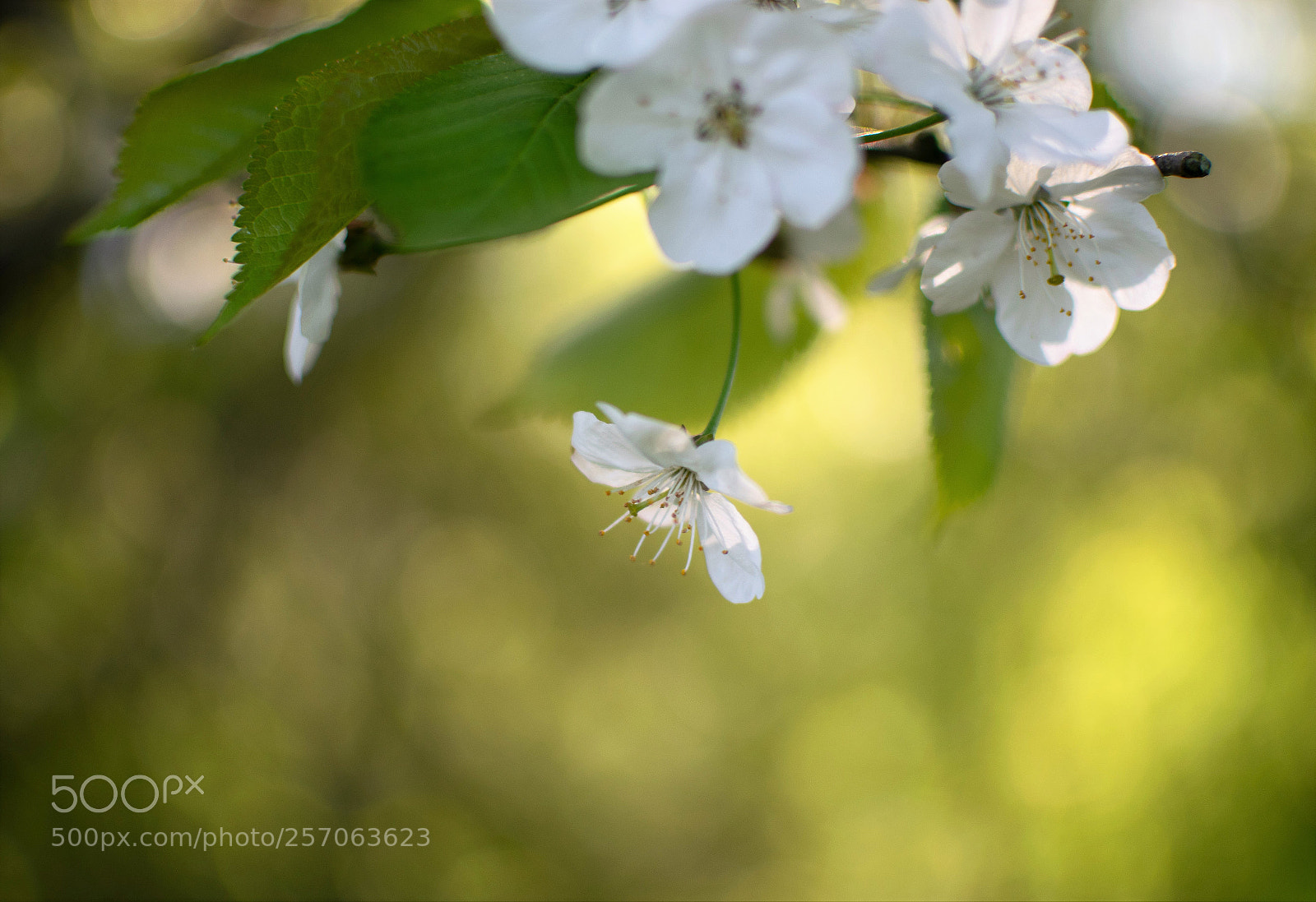 Nikon D3300 sample photo. Just plain beautiful... photography