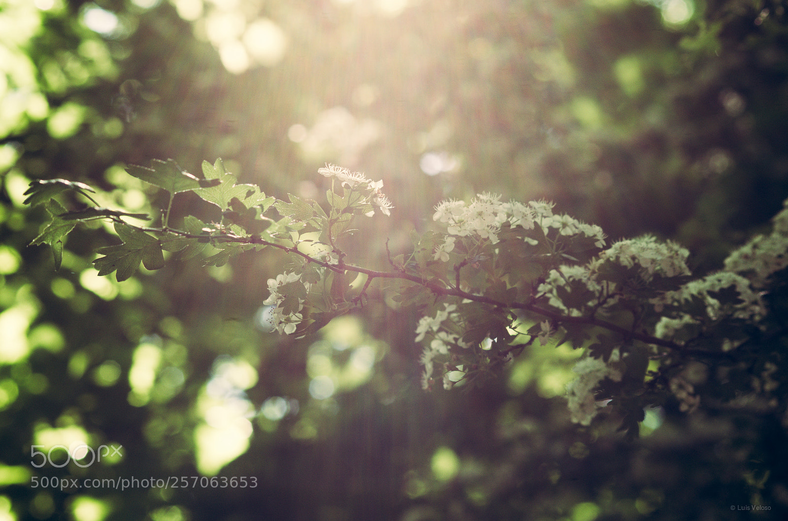 Pentax K-30 sample photo. Sunlight photography