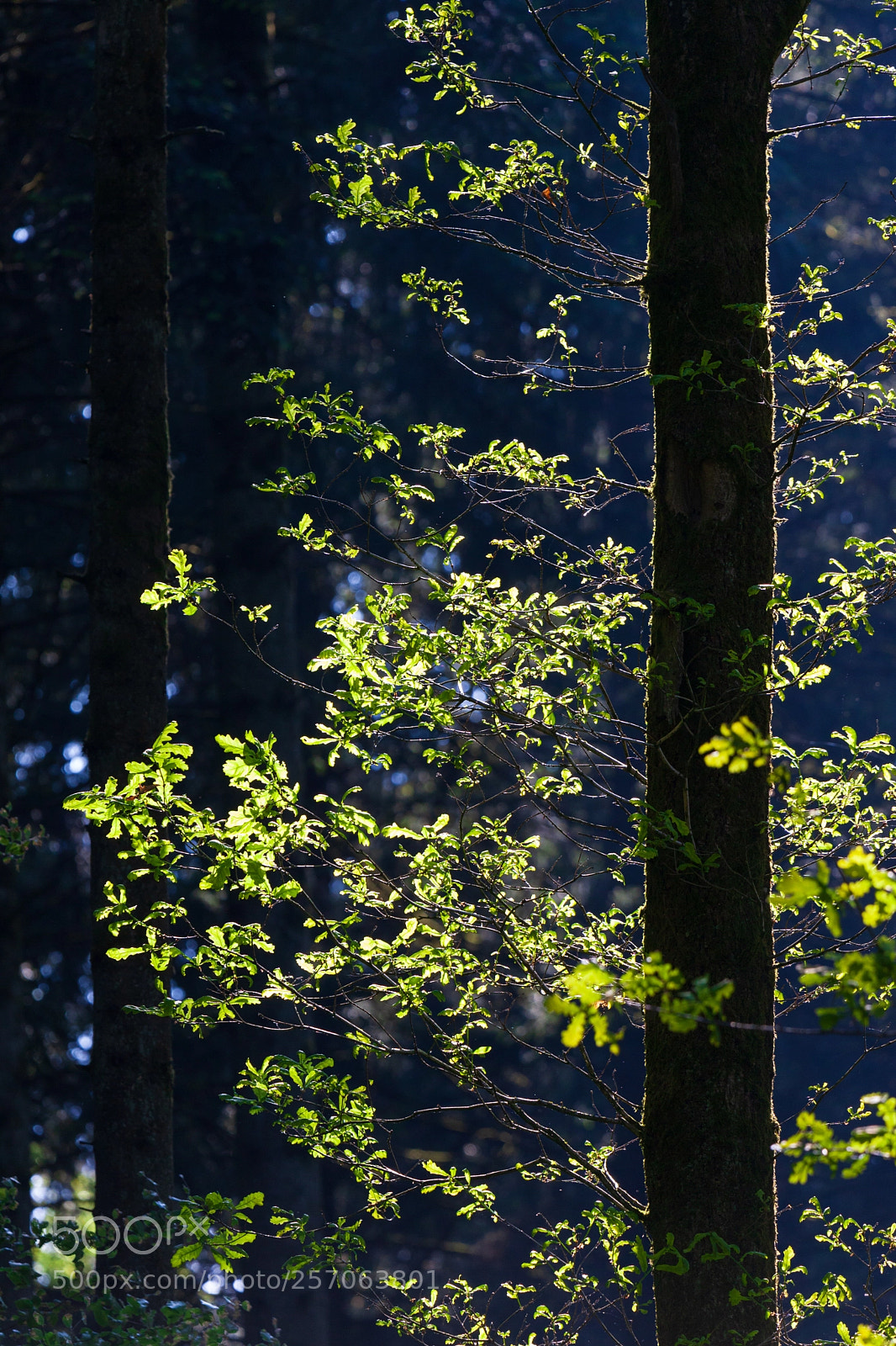 Canon EOS 5D Mark II sample photo. Backlight tree in the photography