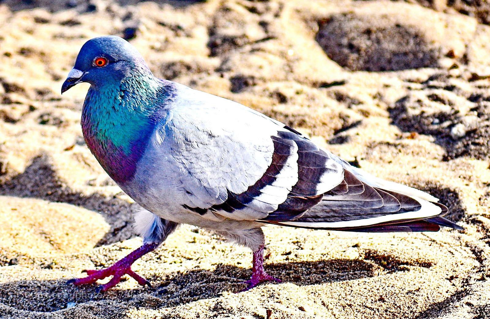 Nikon D7200 sample photo. Pigeon walking at the photography