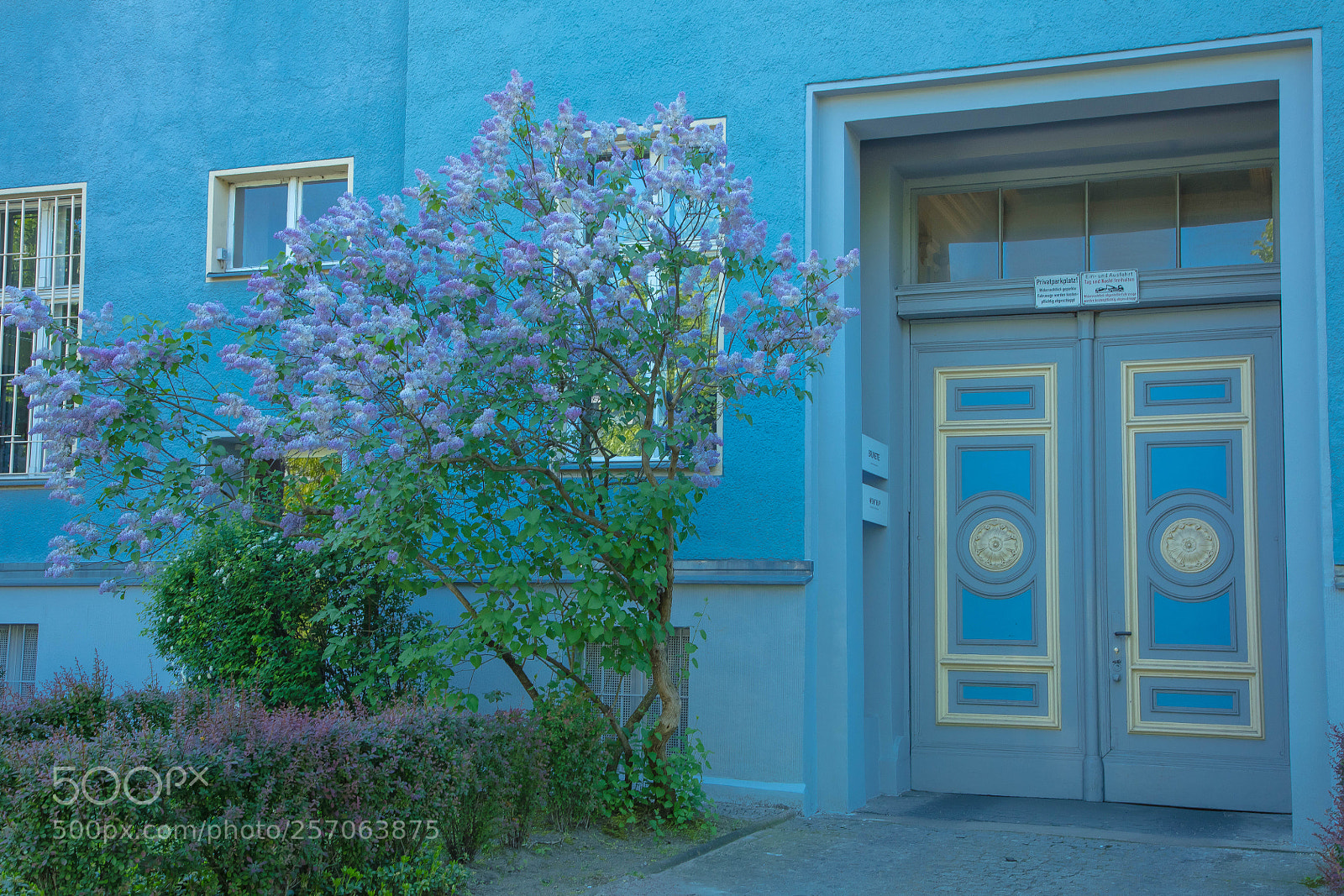 Canon EOS 5DS R sample photo. Lilacs in berlin photography
