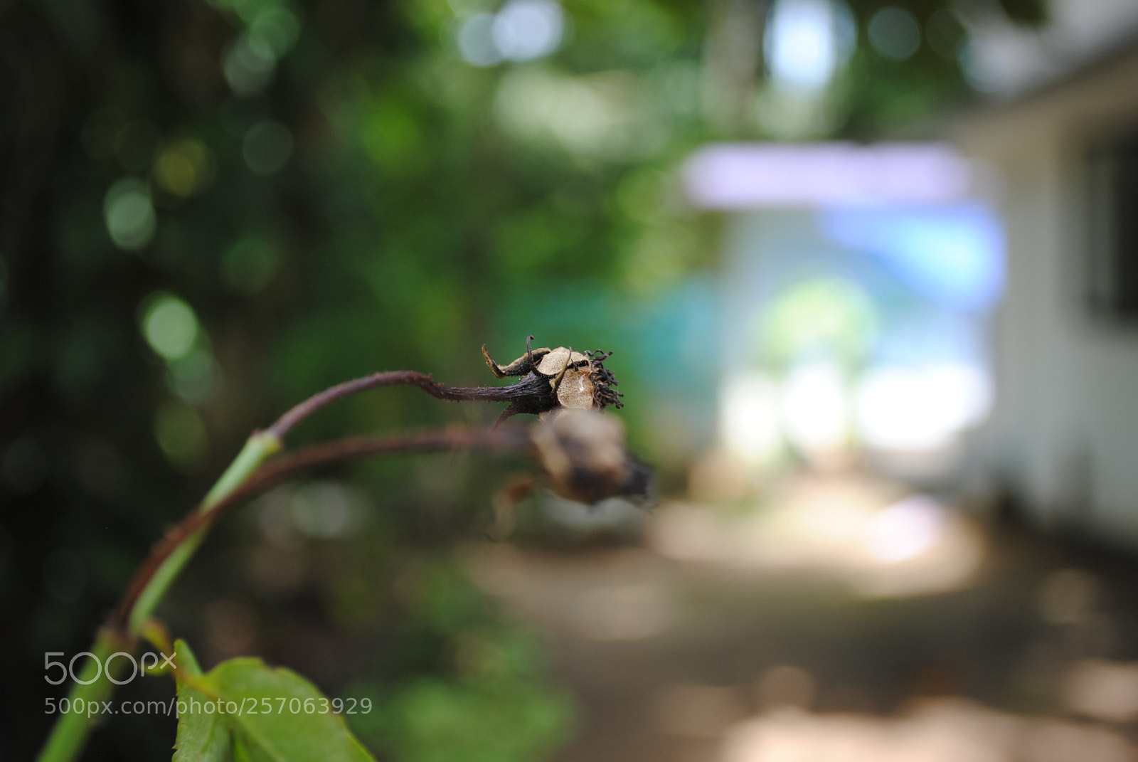 Nikon D3000 sample photo. Rose photography