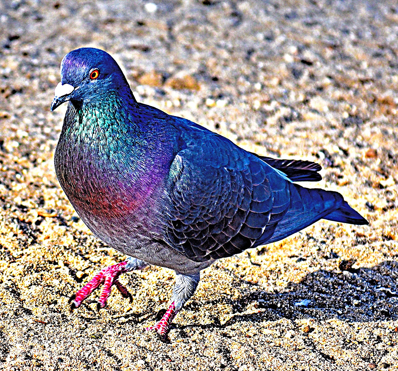 Nikon D7200 sample photo. Pigeon walking at the photography