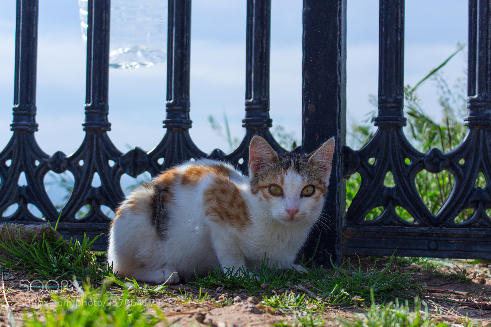 Canon EOS 700D (EOS Rebel T5i / EOS Kiss X7i) sample photo. Untitled photography