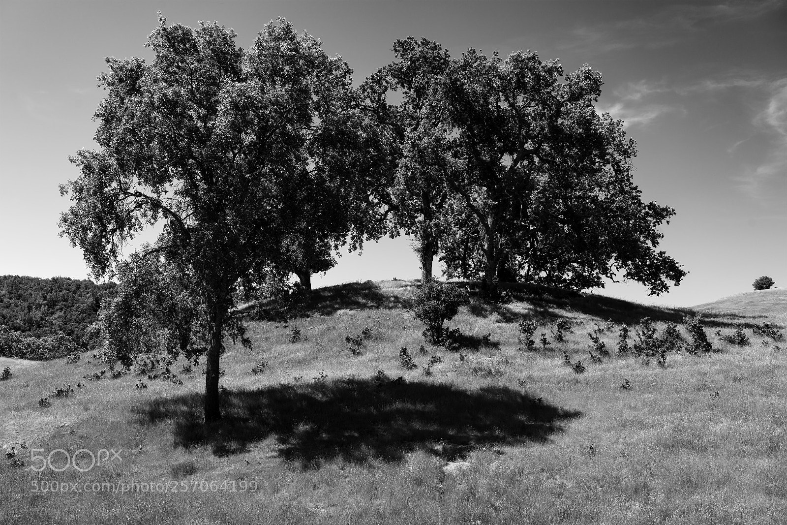 Sony a7R II sample photo. Hillside trees photography