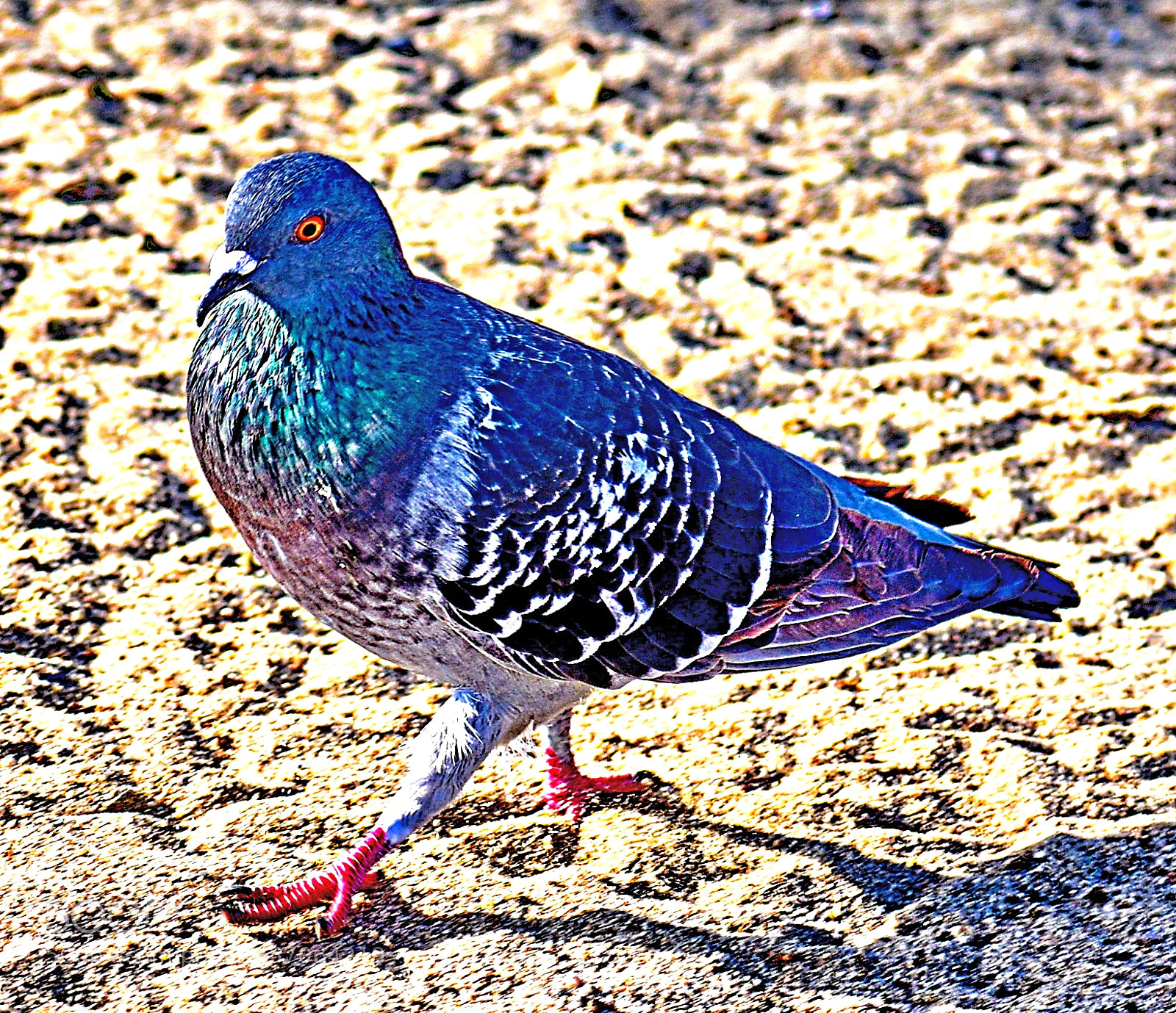 Nikon D7200 sample photo. Pigeon walking at the photography