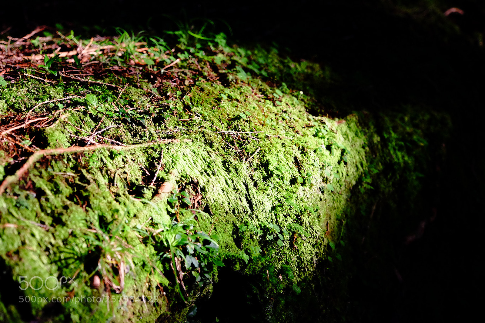Fujifilm X-T1 sample photo. Evergreen moss photography