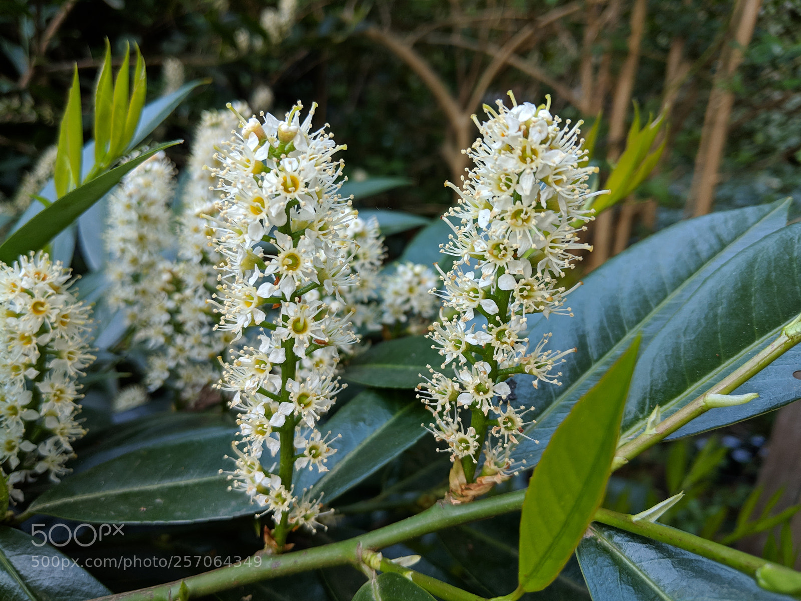 Google Pixel 2 XL sample photo. Cherry laurel close-up photography