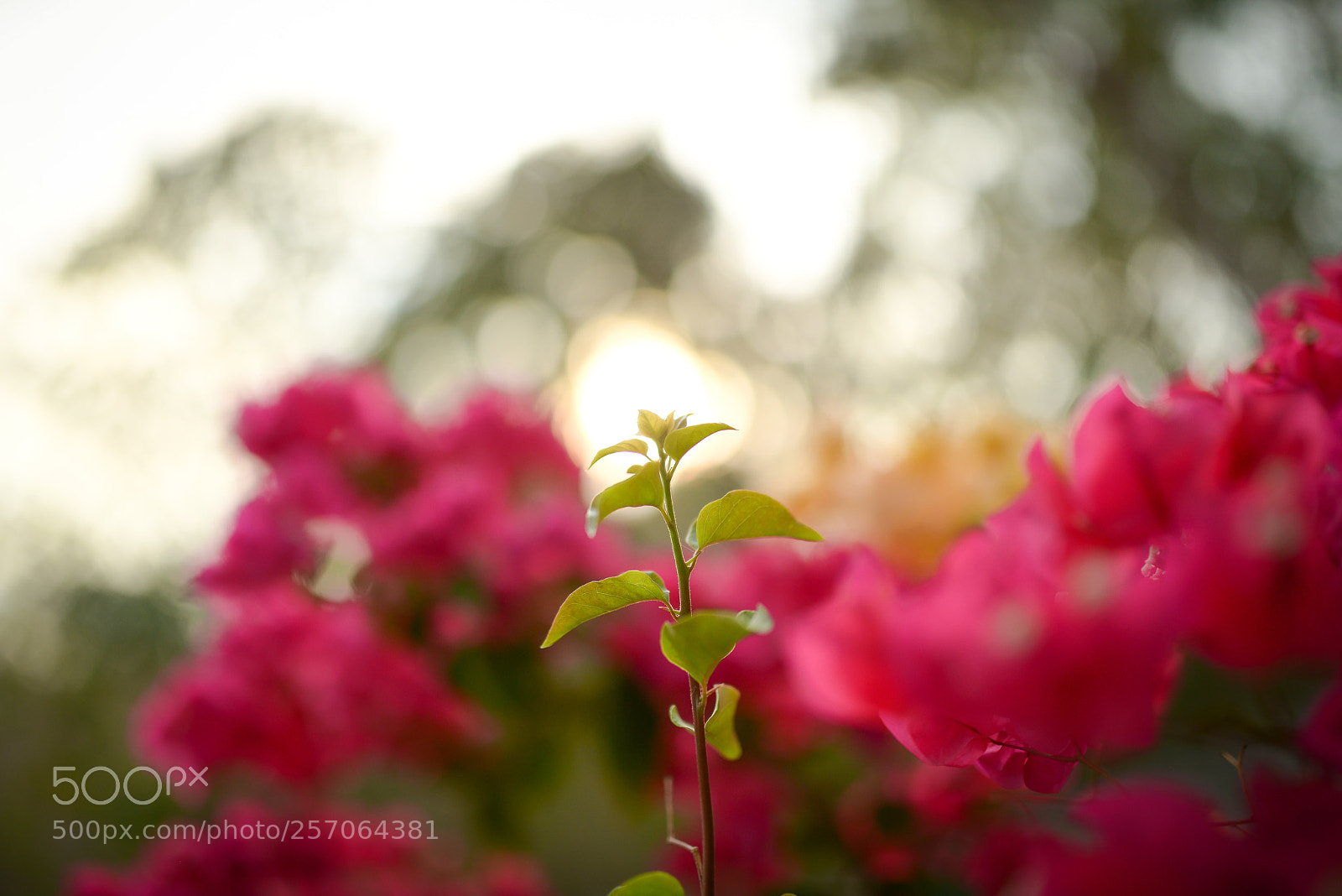 Nikon D800 sample photo. Leaf photography