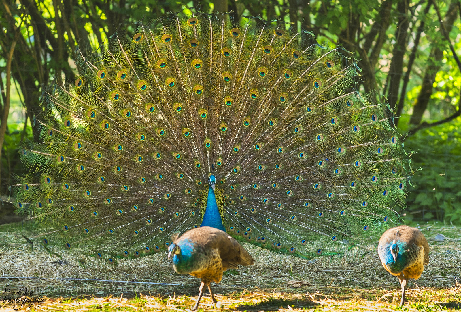 Nikon D500 sample photo. Hola chicas photography