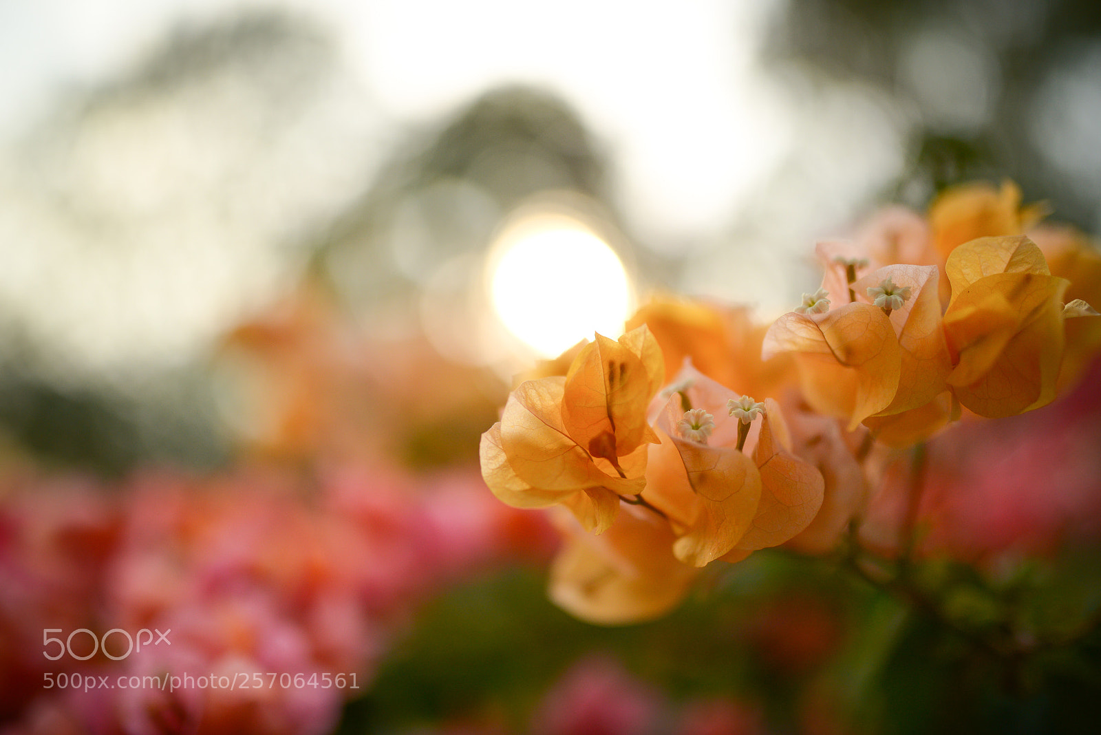 Nikon D800 sample photo. Yellow flowers photography