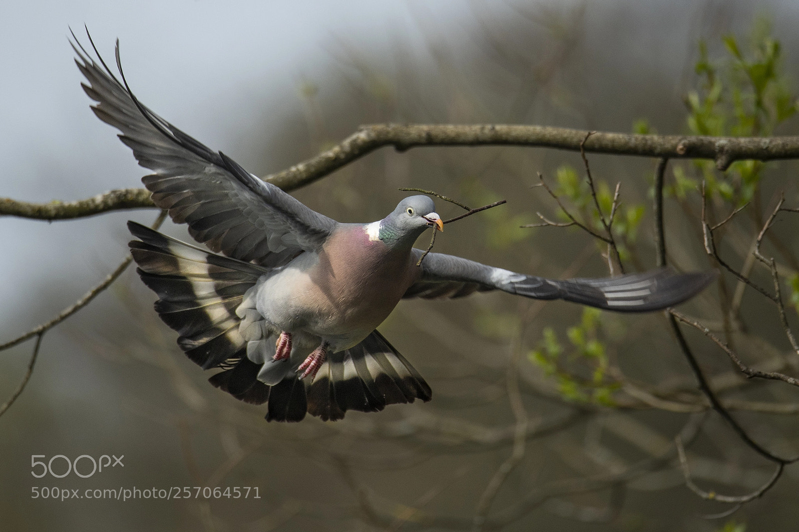 Nikon D850 sample photo. Columba palumbus - wood photography