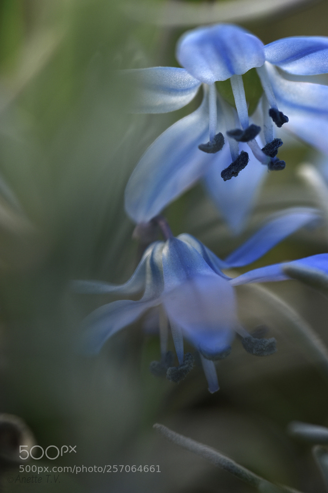 Nikon D5500 sample photo. Scilla ... photography