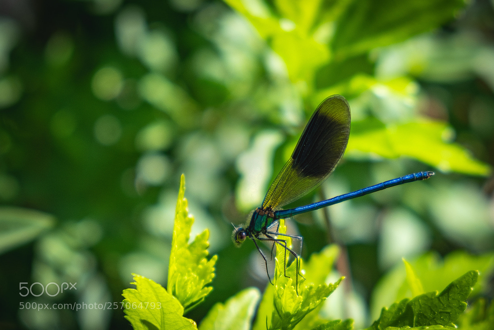 Fujifilm X-T2 sample photo. In the garden photography