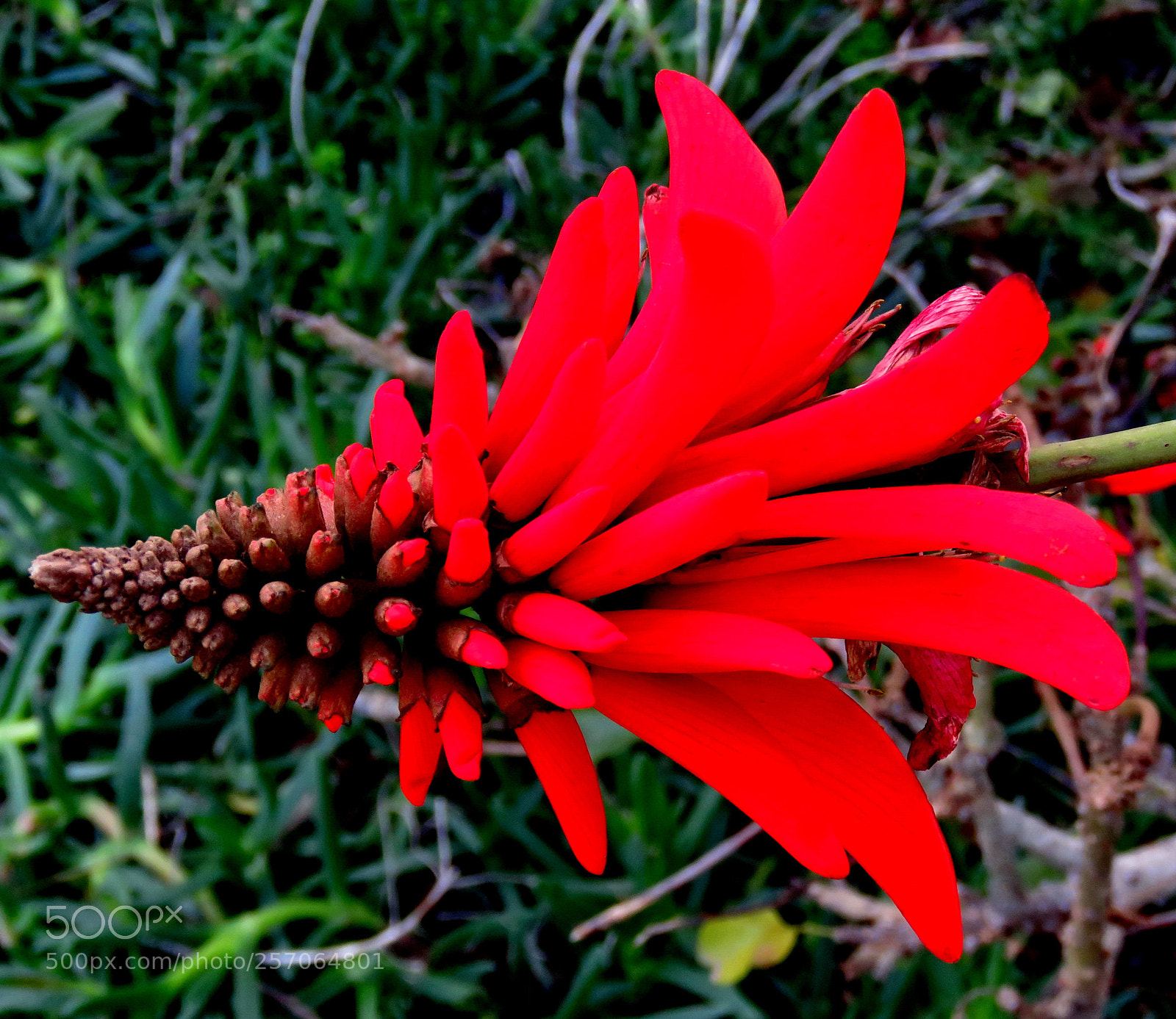 Canon PowerShot SX60 HS sample photo. A nice red pinecomb photography