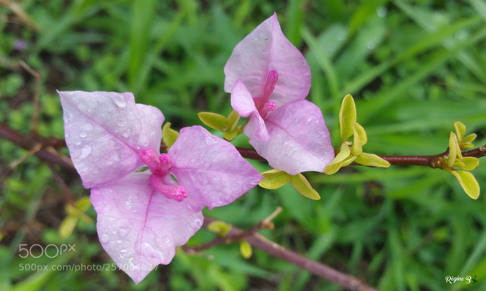 Samsung Galaxy Note4 sample photo. Bougainvillier photography
