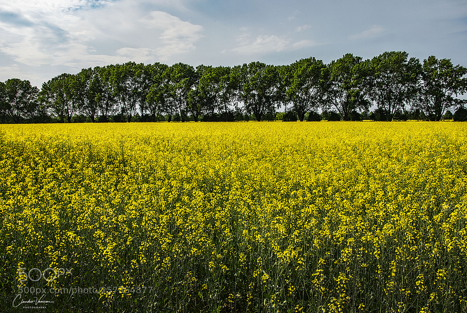 Nikon D5600 sample photo. Yellow field photography