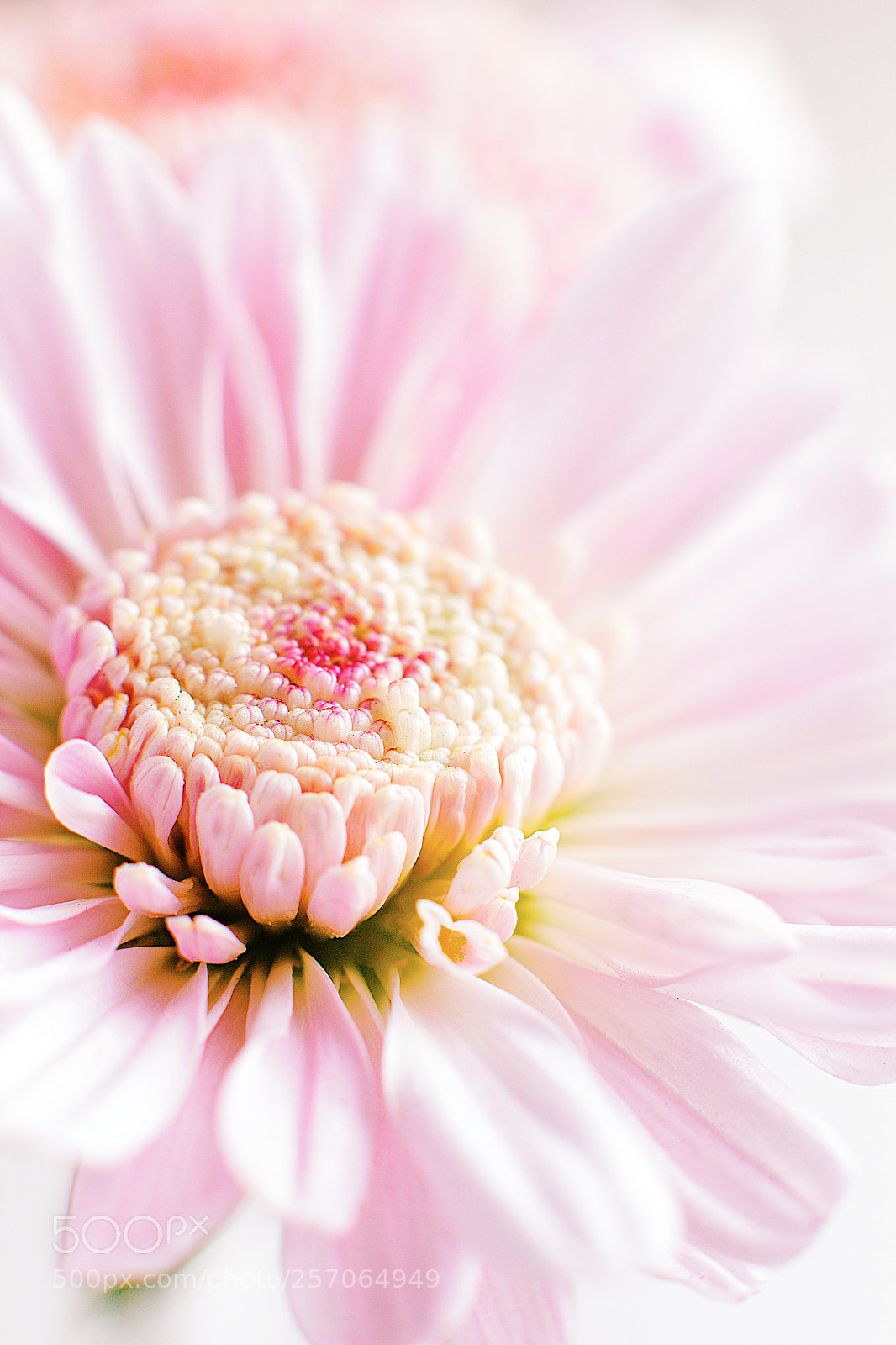 Canon EOS 60D sample photo. Macro flower 1 photography