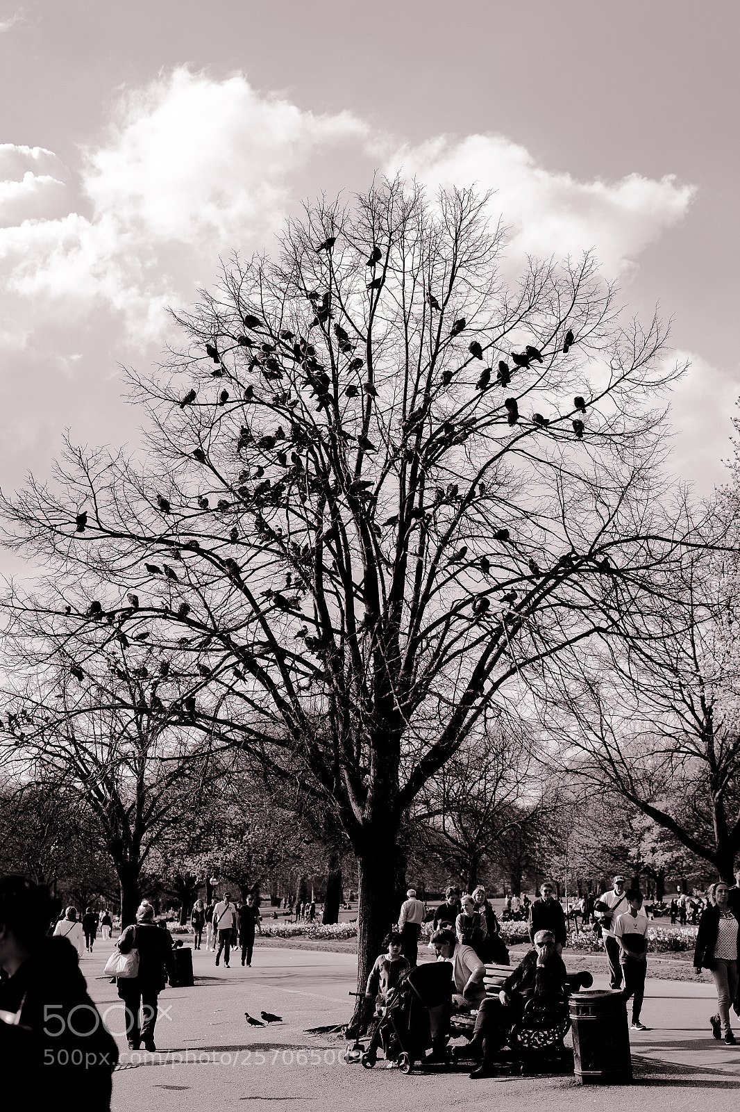 Sony a7 II sample photo. Pigeons on the bare photography