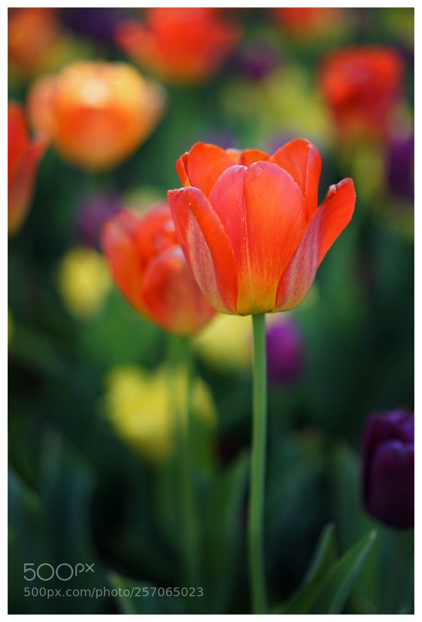 Sony a7 II sample photo. Tulip 2 photography