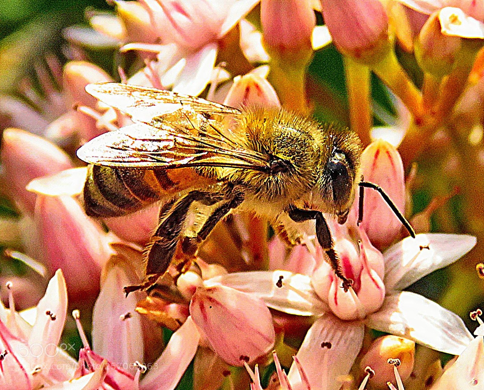 Canon PowerShot SX60 HS sample photo. Bee enjoying a pink photography