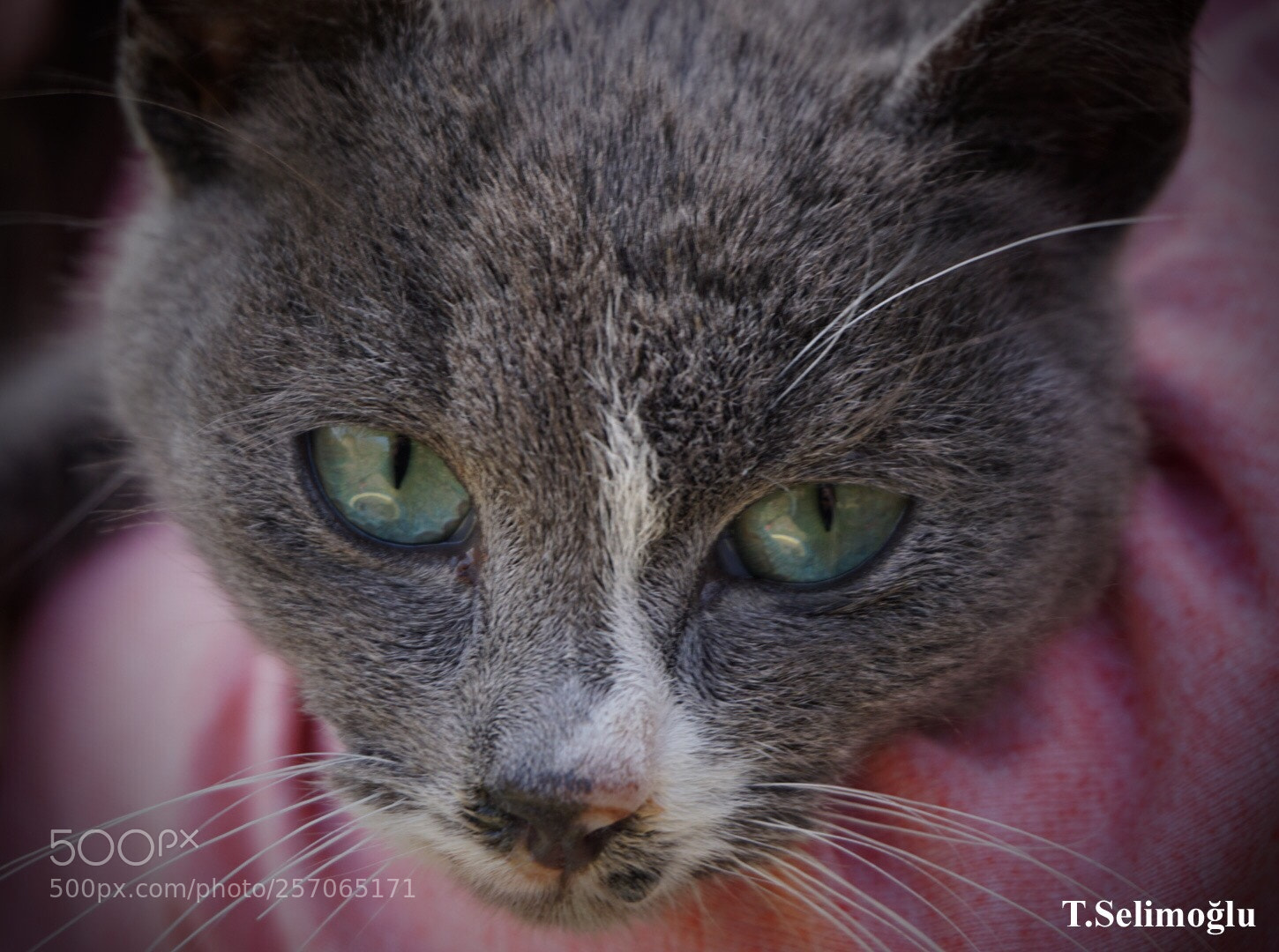 Sony a6000 sample photo. Hello kitty  photography