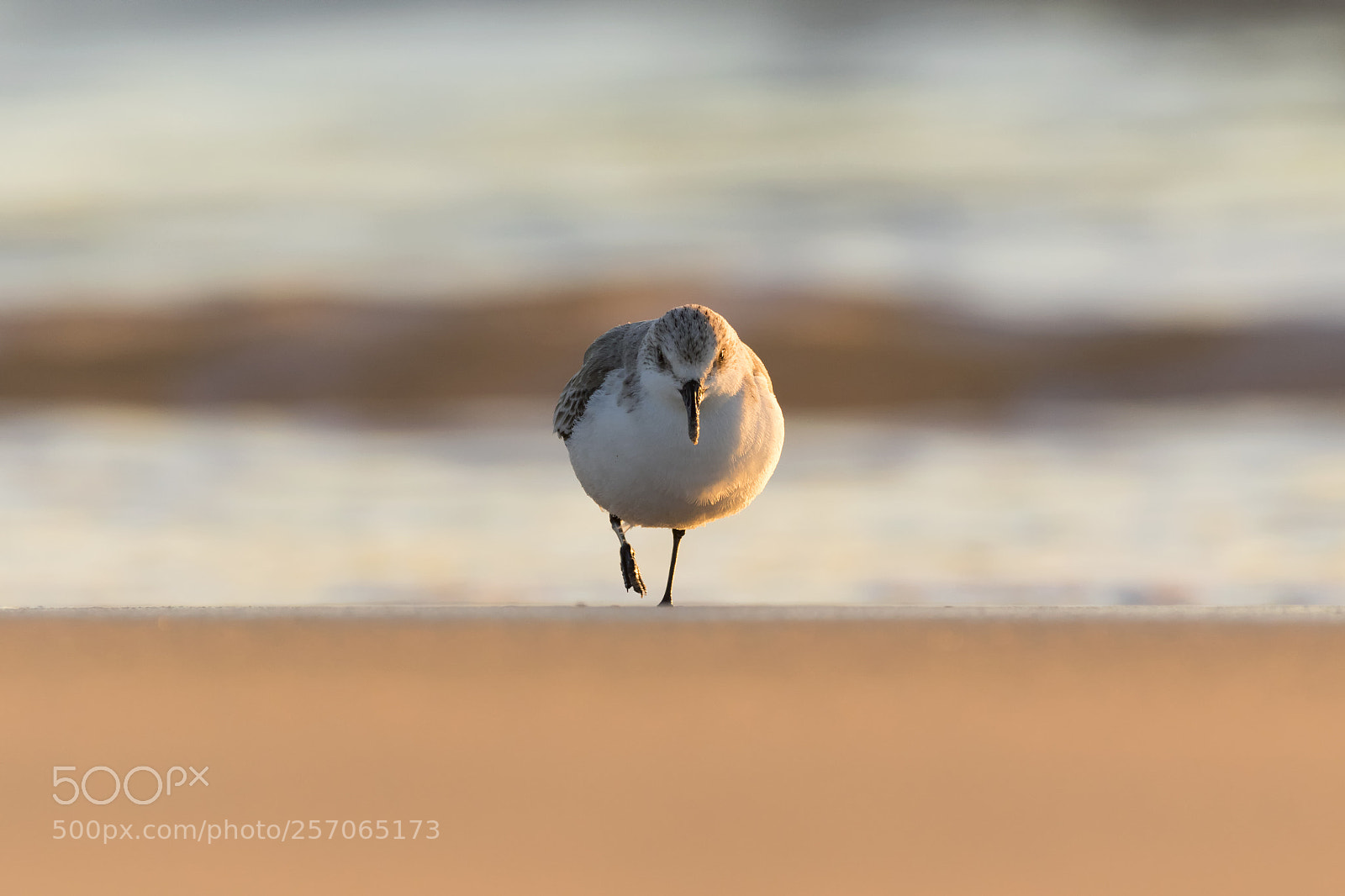 Canon EOS 7D Mark II sample photo. 20180121 doñana - 763 photography