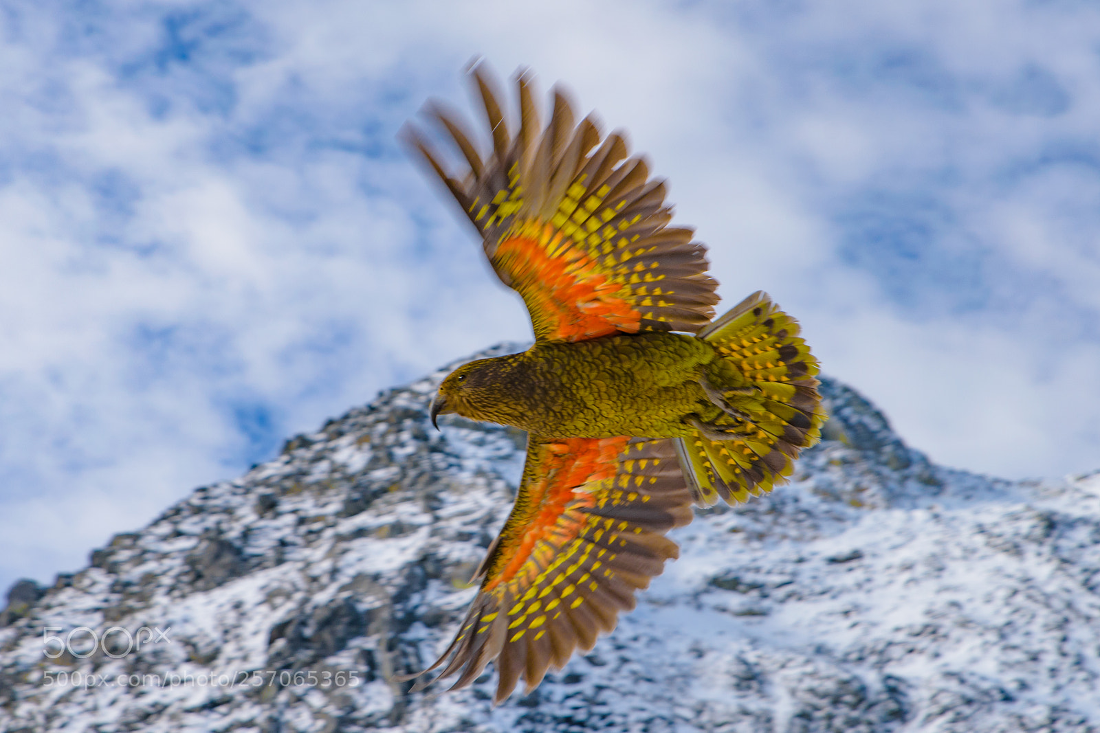 Nikon D750 sample photo. Flying kea photography