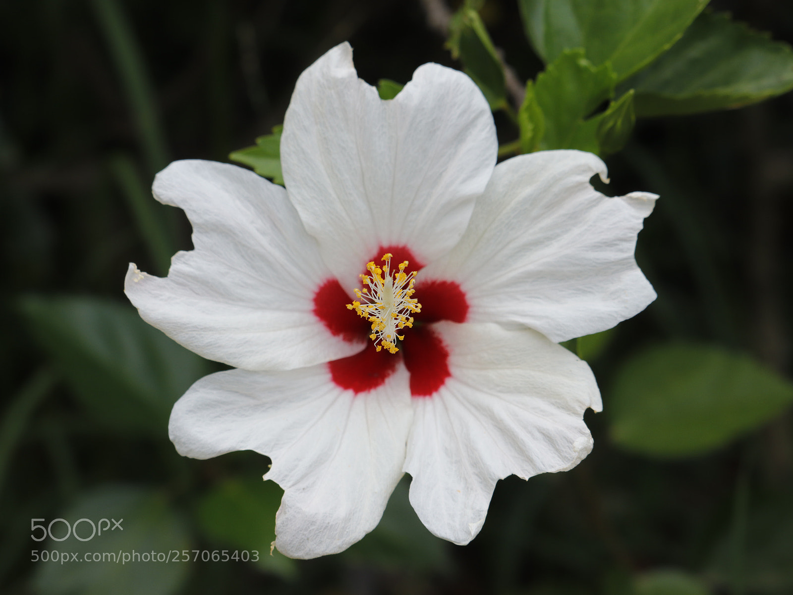Canon EOS 77D (EOS 9000D / EOS 770D) sample photo. Hibiscus rosa-sinensis photography