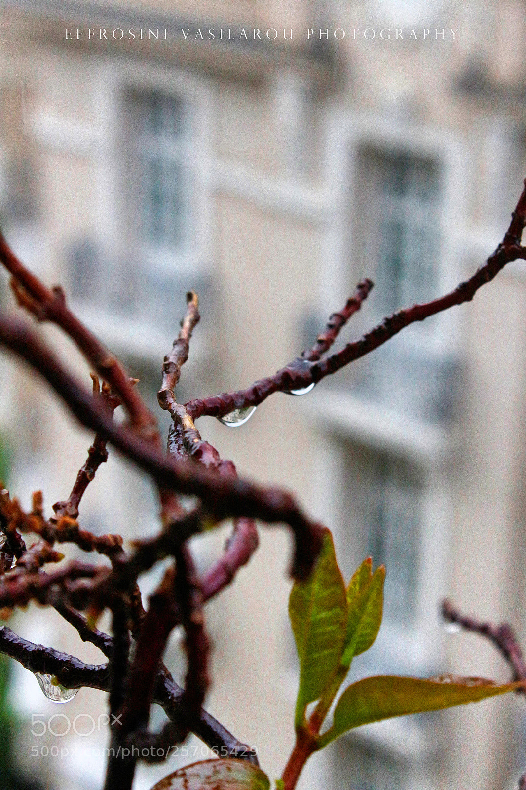 Canon EOS 700D (EOS Rebel T5i / EOS Kiss X7i) sample photo. Drops! photography
