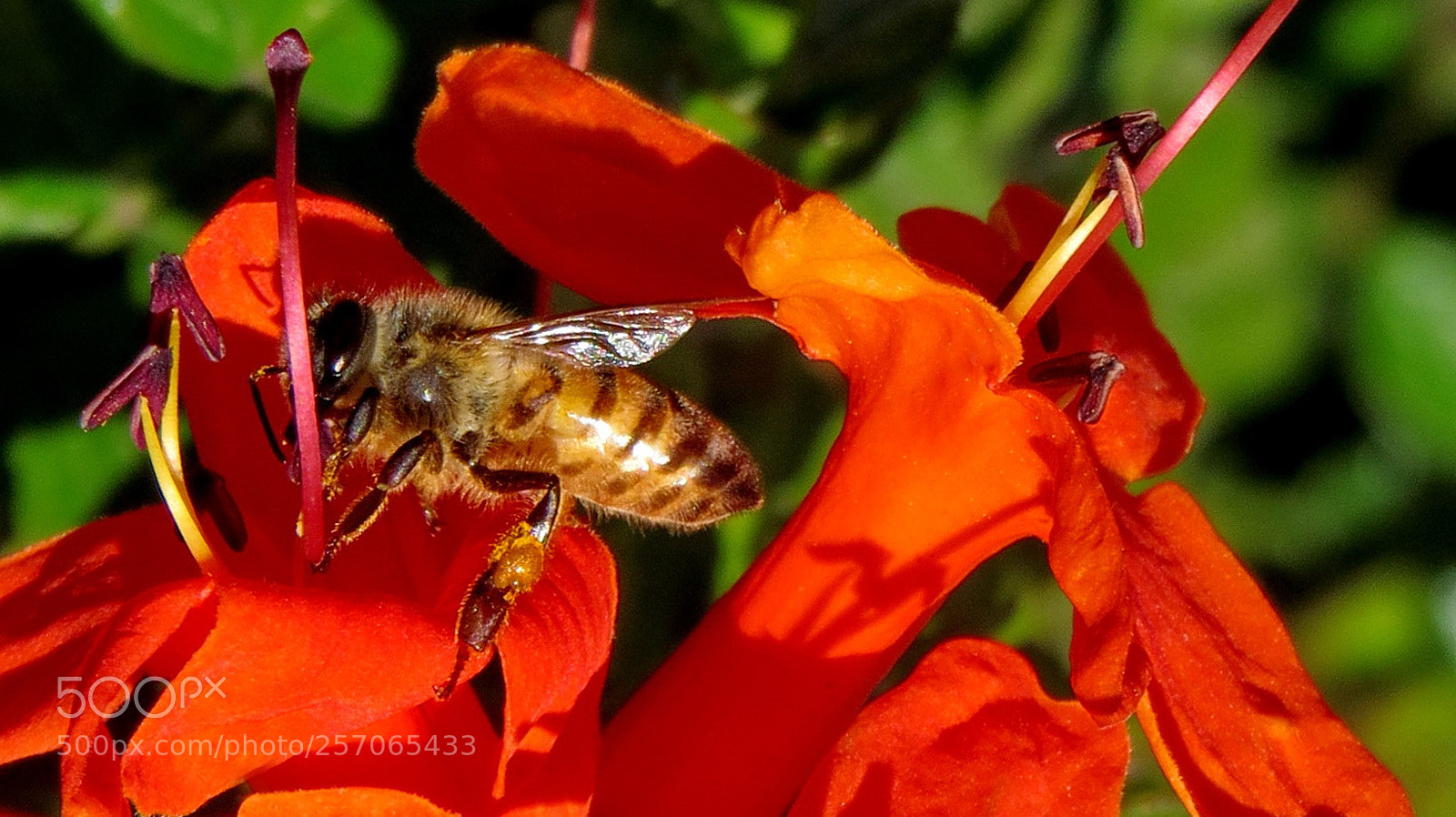 Canon PowerShot SX50 HS sample photo. Bee enjoying a red photography