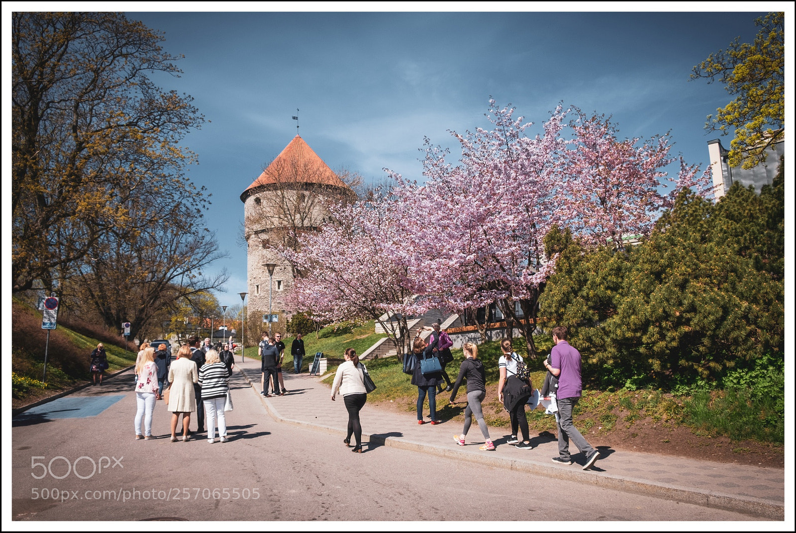 Fujifilm X-T20 sample photo. Sakura in tallinn photography